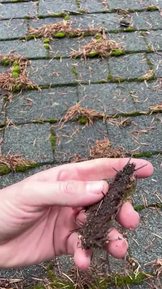 Moss and trapped organic debris examined in Joseph’s roof video