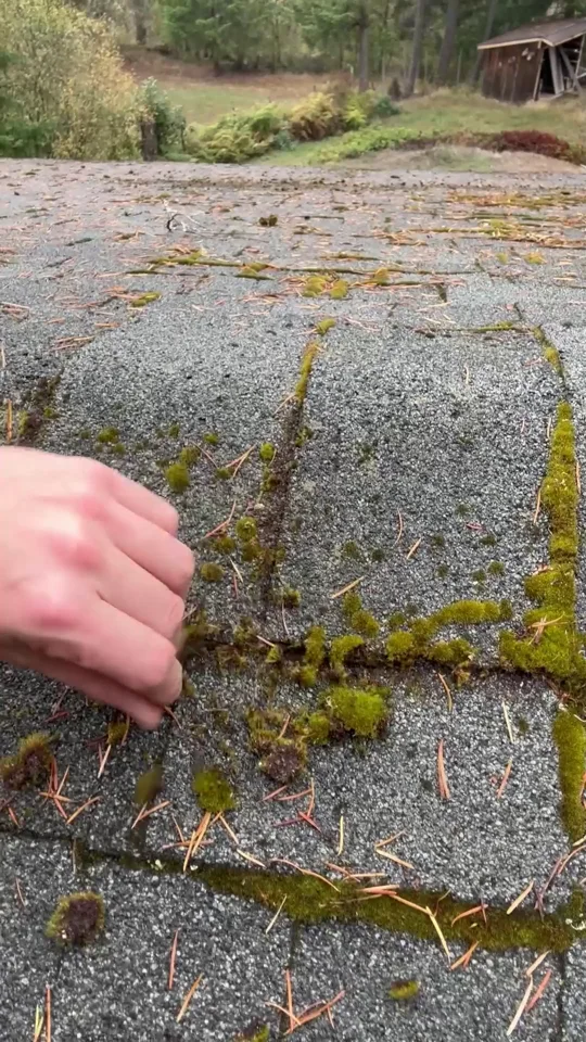 Close view of moss on shingles from Joseph’s roof-care video